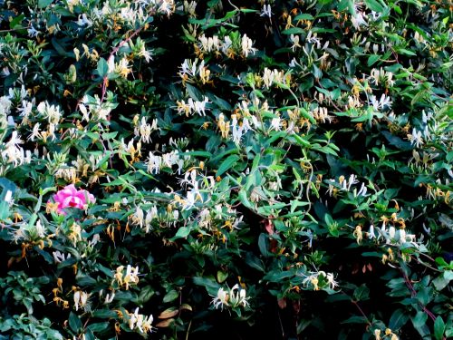 Flowering Honeysuckle Creeper