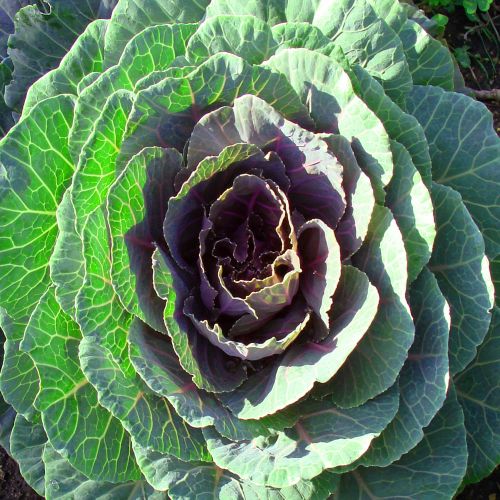 Flowering Kale Plant