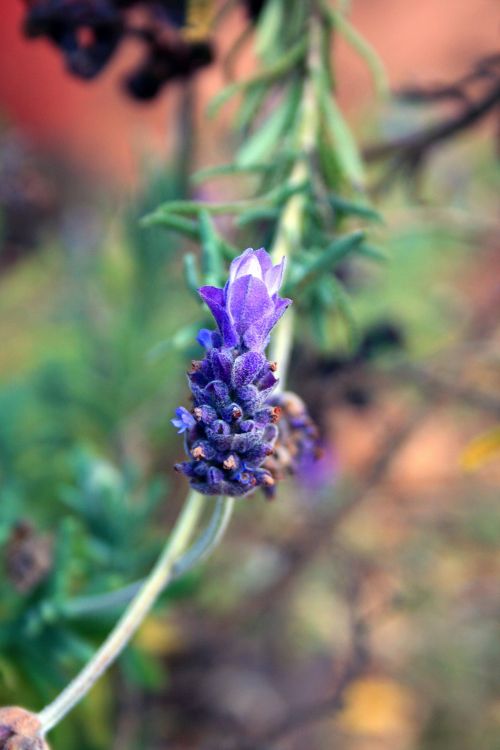 Flowering Lavender Stalk