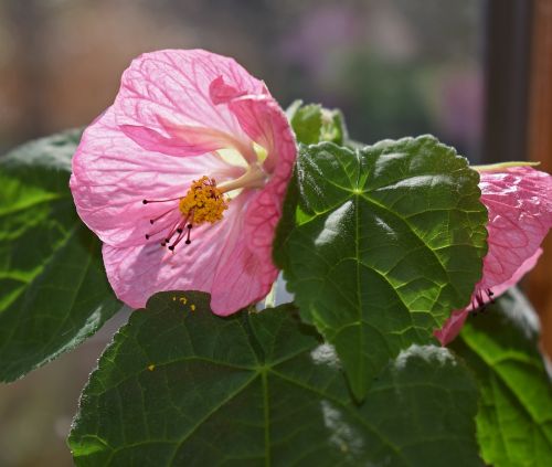 flowering maple container plant pink