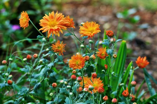 Flowering Orange Asters