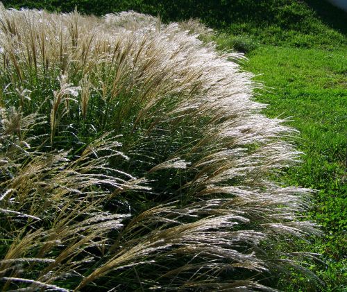 flowering ornamental grass silvery wind swaying