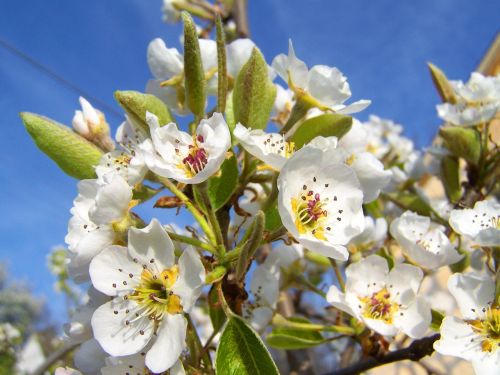 flowering pear tree white flower fruit tree
