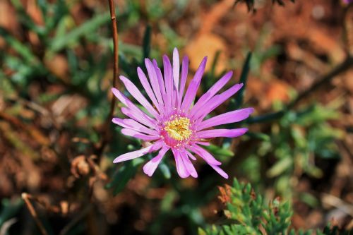 Flowering Pink Vygie
