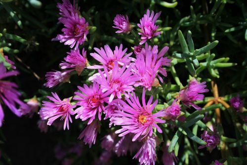 Flowering Pink Vygies