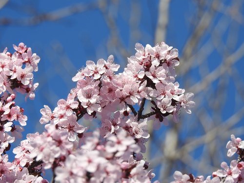 flowering plum tree  spring  nature