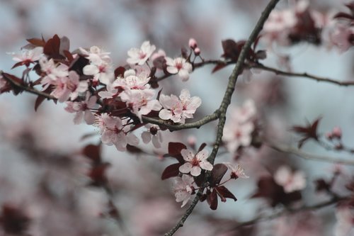 flowering plum tree  pink  spring