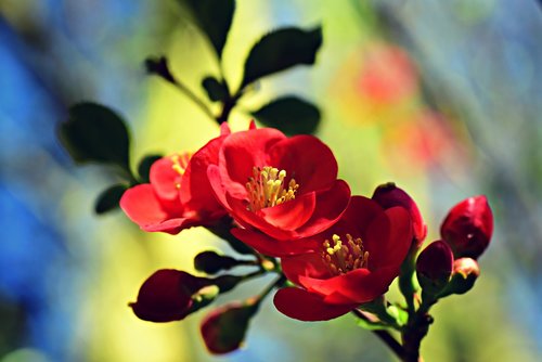 flowering quince  flower  branch