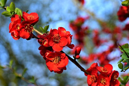 flowering quince  flower  branch