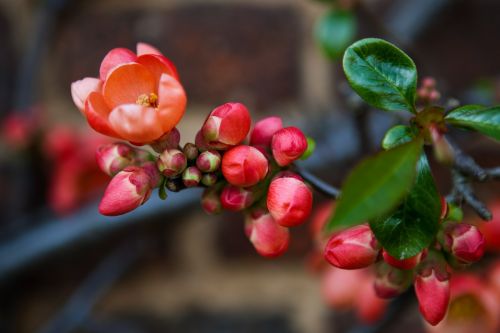 flowering quince chaenomeles red