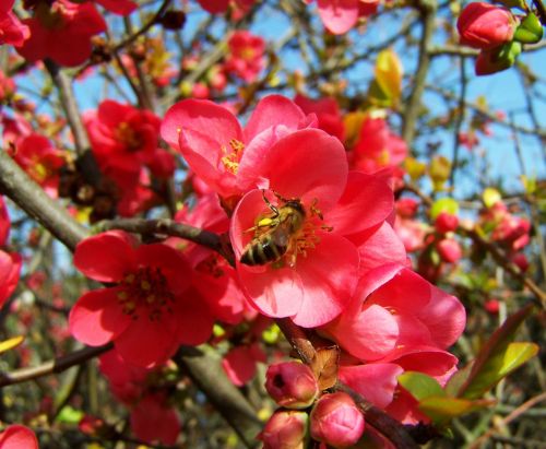 flowering quince japan pink spring flowers shrub