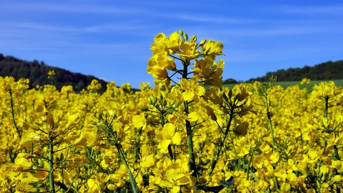 flowering rapeseed  yellow flowers  nature