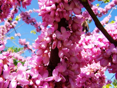 flowering shrub spring pink-flowered