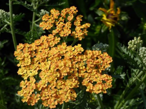 flowering shrub yellow orange