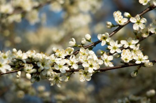 flowering shrub white blossom