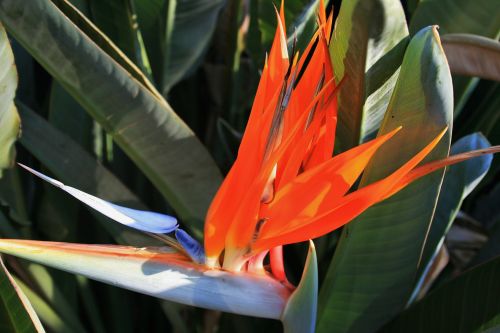 Flowering Strelitzia 2