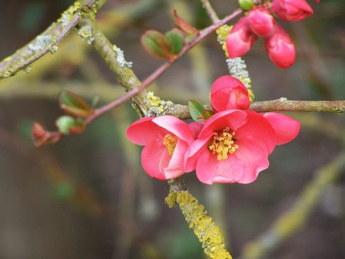 flowering tree spring bud