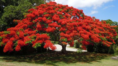 flowering tree poinsiana bermuda