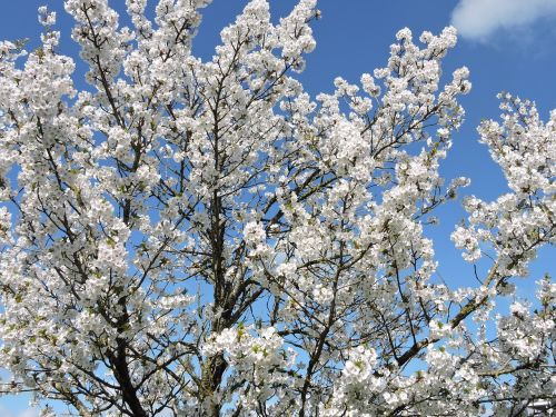 flowering tree white flowers spring