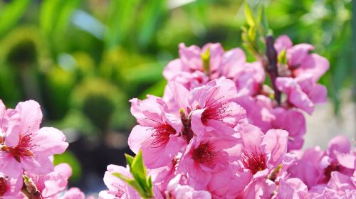 flowering tree fruity garden