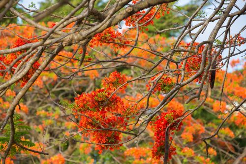 flowering tree nature flower