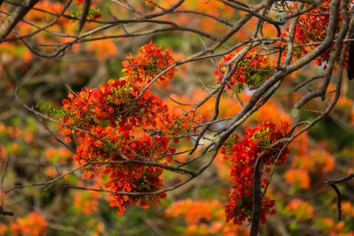 flowering tree nature flower