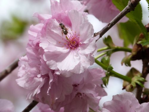 flowering tree bee pink