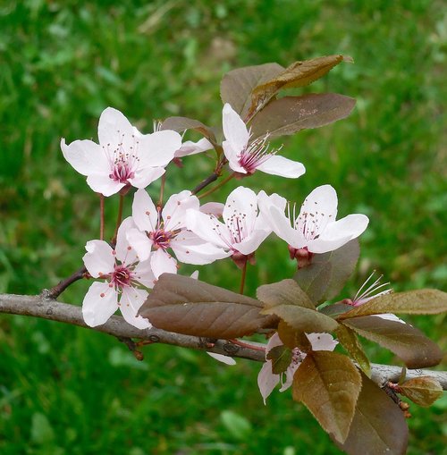 flowering tree  spring