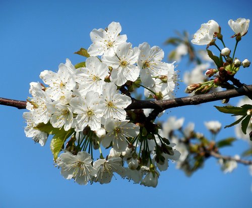 flowering tree  white flowers  spring