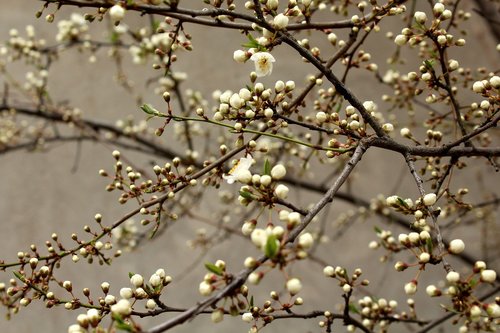 flowering tree  fruit trees  spring