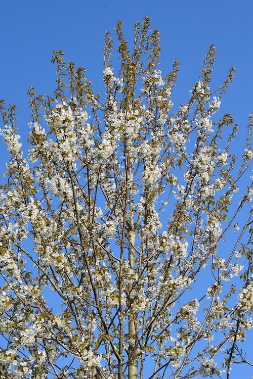 flowering tree  tree  shrub flower