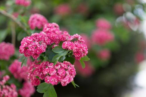 flowering tree blossoms pink