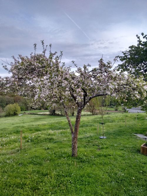 flowering tree spring manzano