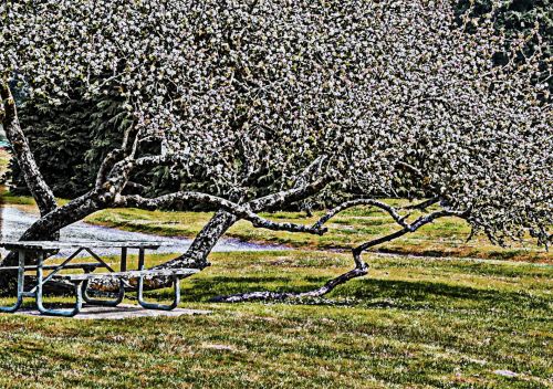 Flowering Tree And Picnic Table