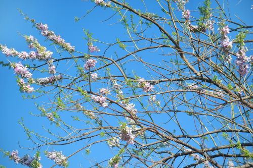 Flowering Tree Branches