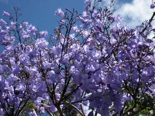 jacaranda blossoms blue flowering tree-fern