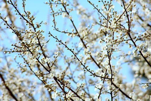 flowering trees  spring  fruit trees