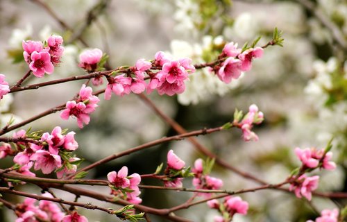flowering trees  fruit trees  spring