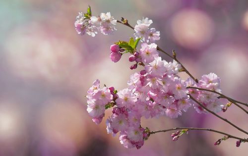 flowering twig cherry blossoms spring