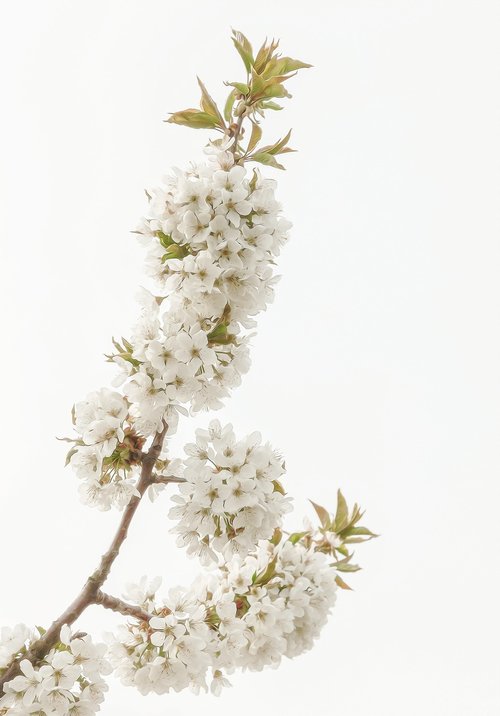 flowering twig  spring  white