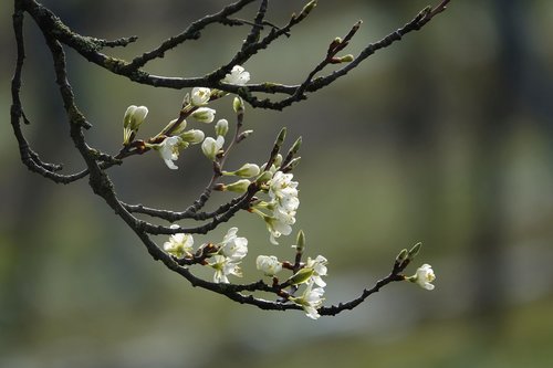 flowering twig  spring  bloom
