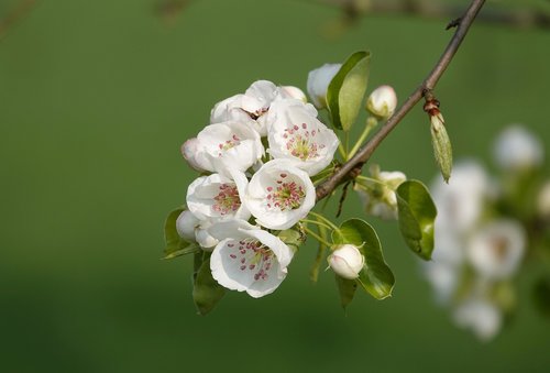 flowering twig  spring  bud