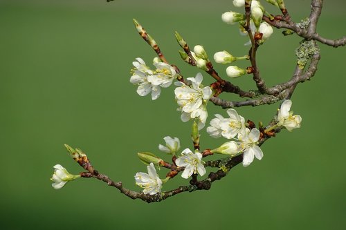 flowering twig  spring  bud