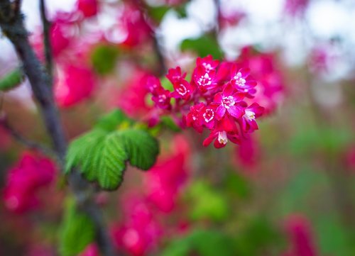 flowering twig  branch  flowers