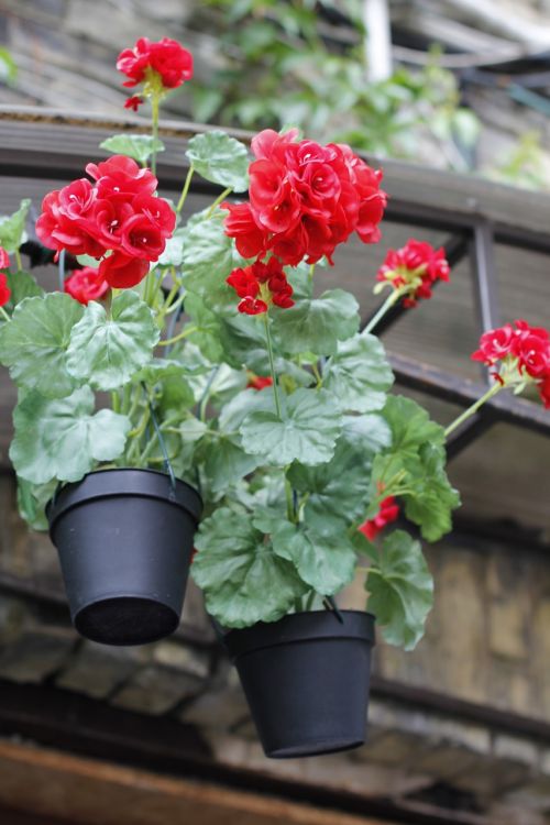 flowerpot hortensia red