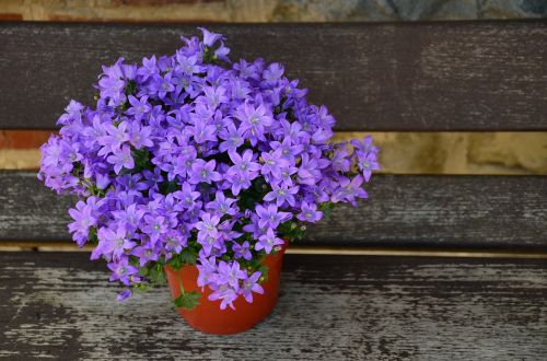 flowerpot flower purple mother's day