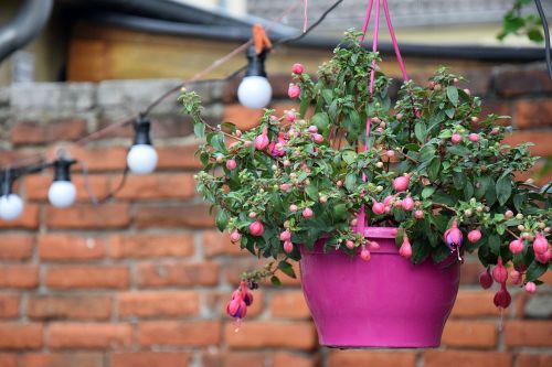 flowerpot hanging plant pink