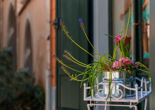 flowerpot flowers potted plant