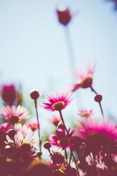 flowers pink pink flowers