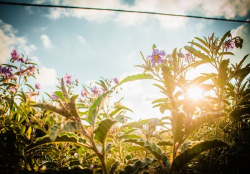 flowers sunset garden